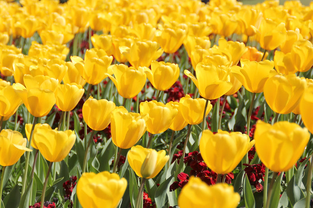 Tulips at Buckingham Palace