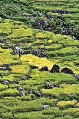 asia indonesia sulawesi toraja rice terraces batutumonga tanatoraja ricefields