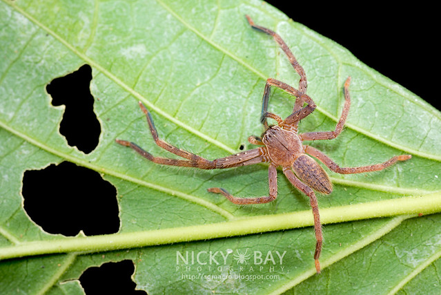Huntsman Spider (Sparassidae) - DSC_2150