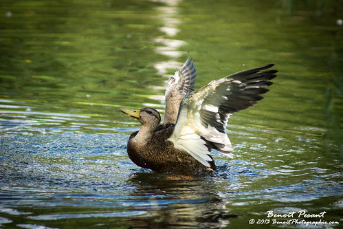 canada duck nouveaubrunswick canard edmonston benoitphotographie