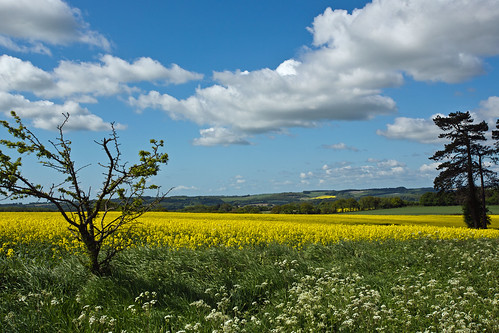 wood blue trees yellow clouds wiltshire berkshire oilseedrape walburyhill canonef100mmf28lisusm buttermerewood