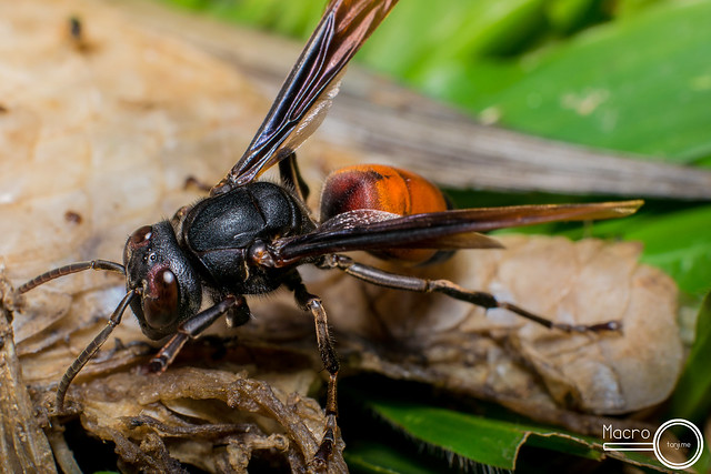 Lesser-Banded Hornet- Vespa cf. affinis 1