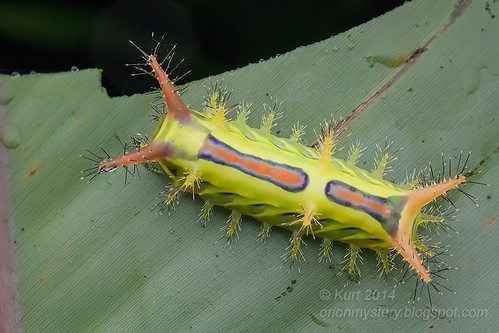 Colorful Limacodid caterpillar IMG_5197 copy
