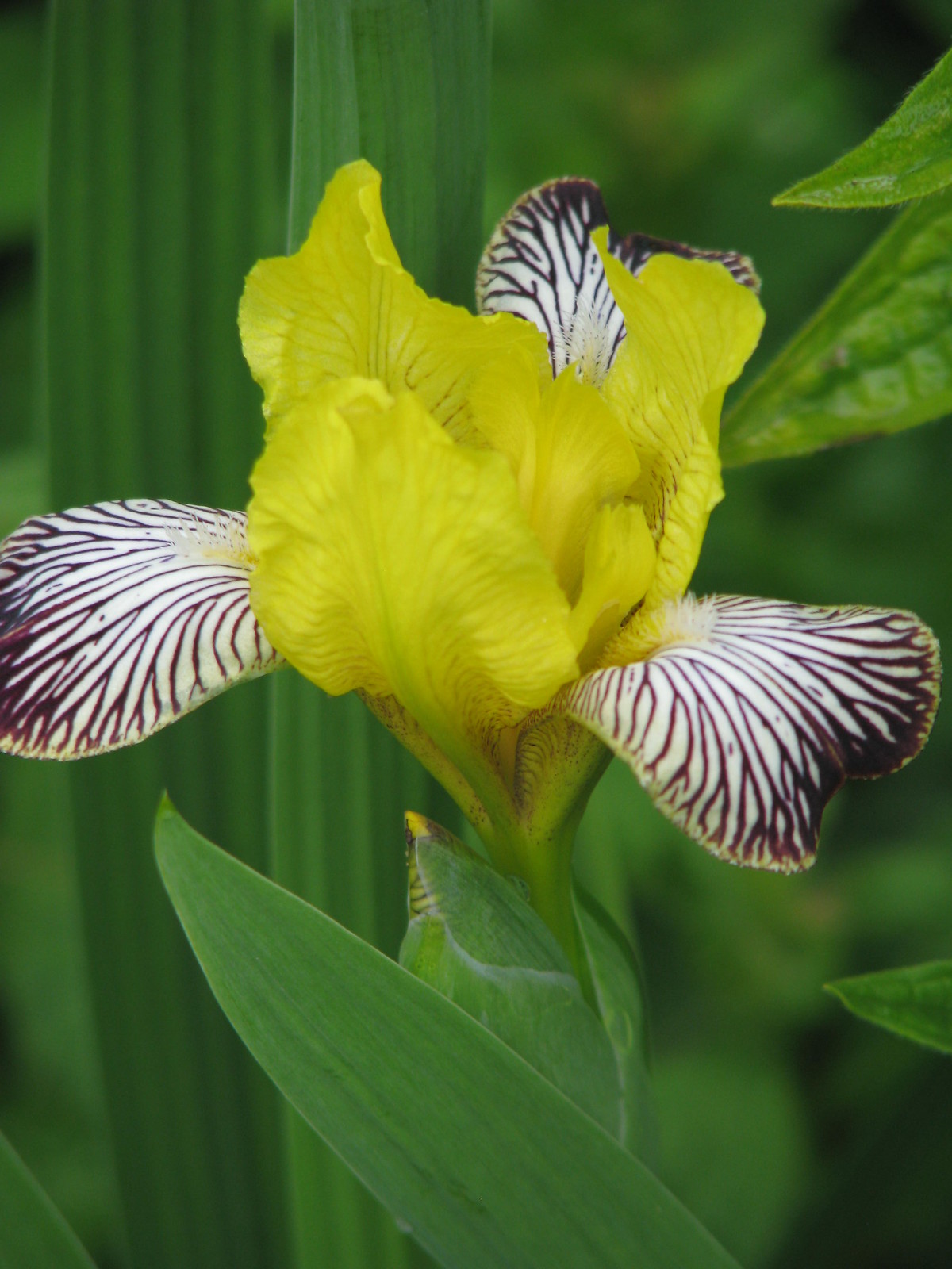 Iris variegata