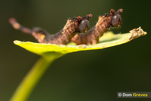 Puss moth siblings sharing the same aspen leaf