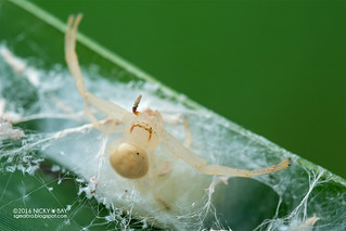 Crab spider (Mastira sp.) - DSC_4209