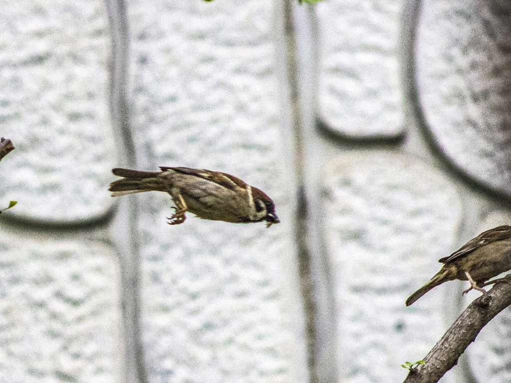 Sparrow's Flying