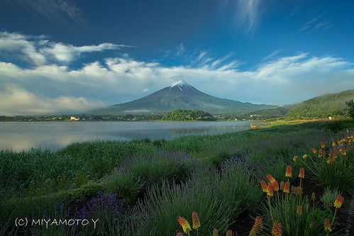 morning cloud lake flower sunrise lavender fujisan mtfuji fujiyama