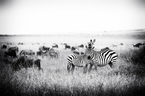 kenya lion safari migration wildebeest masaimara masia wildeye christophermichel zebrachristophermichel