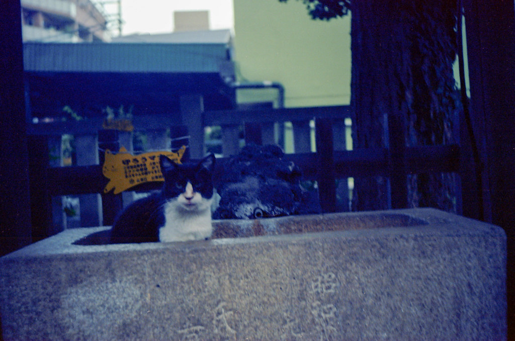 2009年夏 - 神社の猫
