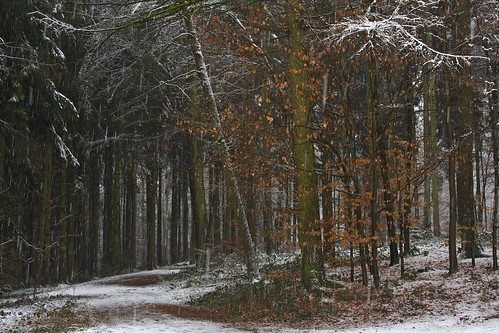 trees snow nature forest