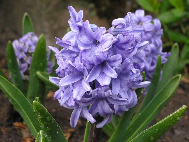 Hyacinthus orientalis 'Sky Jacket'