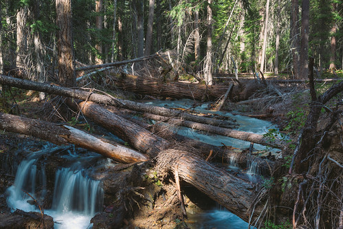 forest trees logs waterfall flow light depthoffield dof pacificnorthwest pnw nature canon canoneos5dmarkiii canonef2470mmf28lusm washington johnwestrock