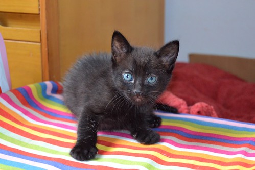 Salem, gatito negro muy guapo nacido en Mayo´14, en adopción. Valencia. ADOPTADO. 14280275347_429816aa87