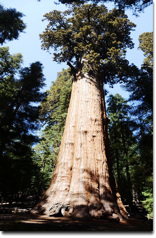 The General Sherman Tree, the largest tree in the world