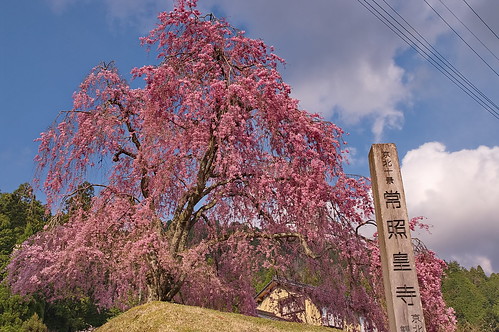 【写真】2013 桜 : 常照皇寺/2019-12-06/IMGP0168