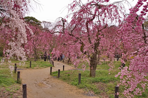 【写真】2013 桜 : 京都府立植物園/2020-12-16/IMGP9457