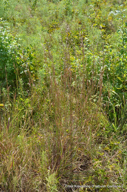 /Sorghastrum nutans/, Indian Grass, Hempstead Plains