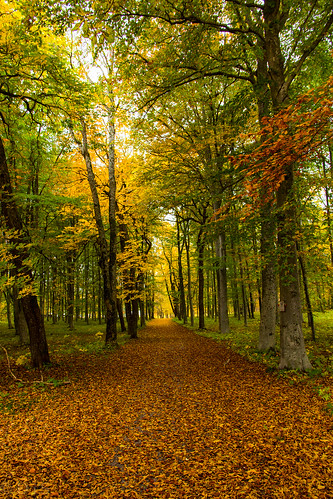 park autumn fall beautiful yellow forest canon eos woods image sweden stockholm ngc skog sverige höst sigtuna rosersberg 60d 1585mm