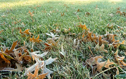 morning november autumn fall grass illinois frost lawn springfield