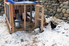 chicken coop in the snow