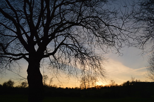 sunset tree romsey