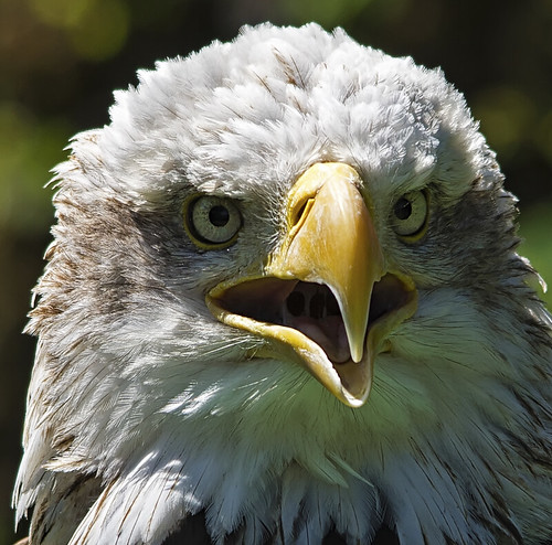 portrait bird eagle bald sigma150500 pentaxk5