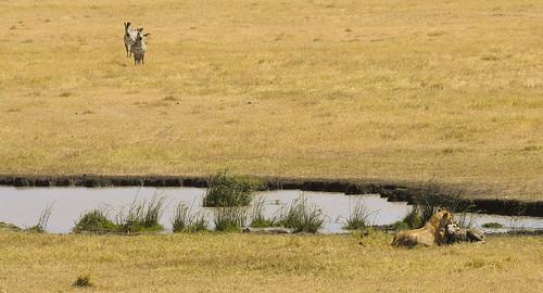 africa naturaleza nature tanzania wildlife lion ngorongoro leon zebra wildanimal cebra vidasalvaje abigfave blinkagain