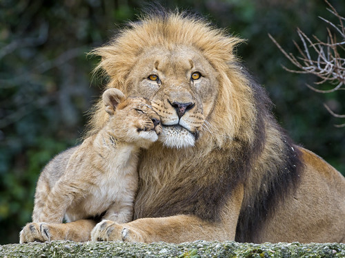 Cub loving his dad II