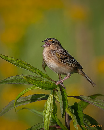 grasshoppersparrow cohuttacabinspringgilmer yellowwingedbunting