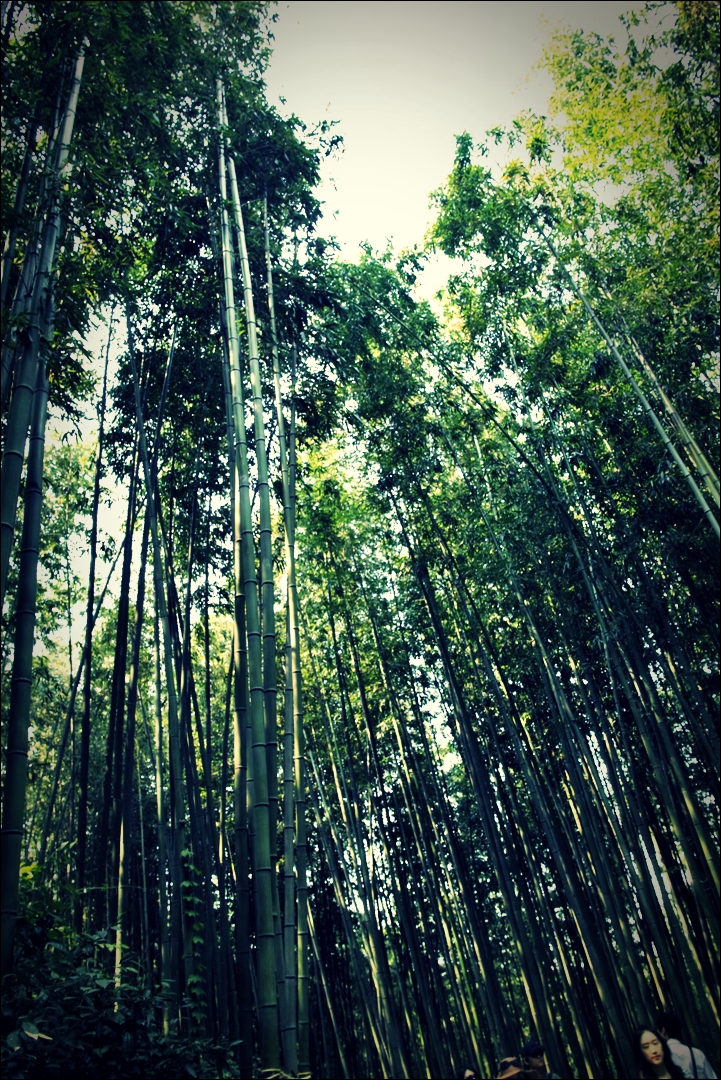 다각다각 대나무-'담양 죽녹원 Damyang Juknokwon bamboo garden'