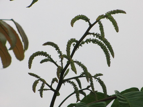 Fijian Longan