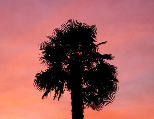 sunset red home garden spain rojo jardin palm galicia puestadesol gondomar palmera ocaso hogar peitieiros teresalaloba reinodegondor baiona005