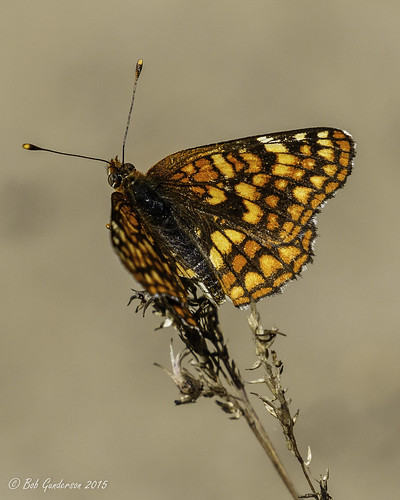 california northerncalifornia wildlife butterflies insects sierras plumascounty gabbscheckerspot chlosynegabbii frenchmanlakeroad