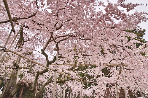 【写真】2013 桜 : 醍醐寺/2021-10-20/IMGP9059