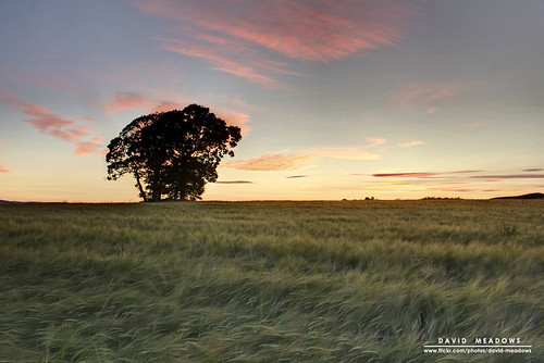 trees sunset sky tree nature field silhouette clouds rural woodland landscape evening scotland countryside farm country farming meadow crop crops agriculture agricultural dumfries galloway copse arable torthorwald davidmeadows dmeadows davidameadows dameadows