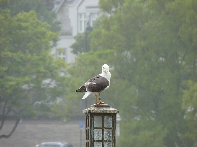 Seagull on a lamppost at Byparken