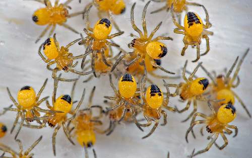 parrsboro spiderlings