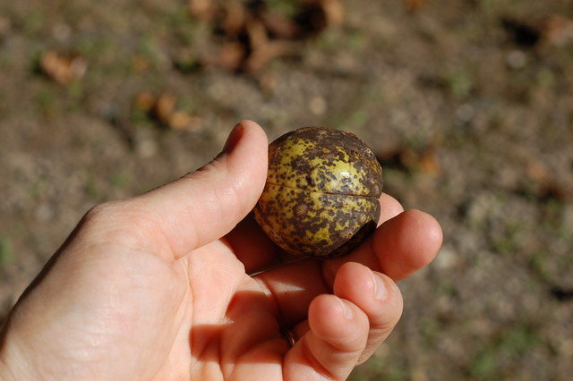 Shagbark hickory nut with husk by Eve Fox, the Garden of Eating blog, copyright 2013