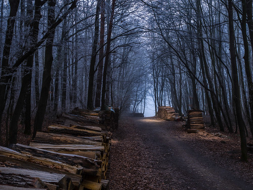 vienna wood austria path