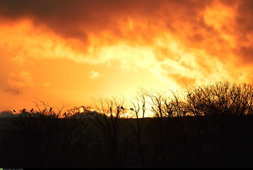 winter sunset sky orange clouds fire nest dusk crow roost