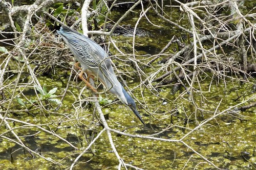 pássaro ave silvestre aquática striatedheron butoridesstriata pescadora socozinho socózinho parchen carlosparchen