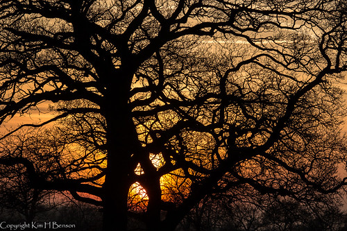 trees winter sunset orange nature yellow woods branches structure form setting eveninglight sturctural rspbotmoornaturereserve