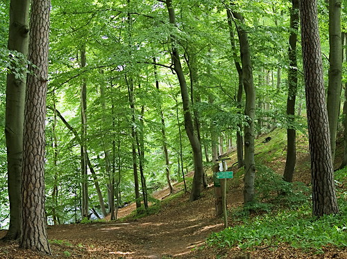 green nature forest natur olympus grün wald brandenburg 2014 barnim hellsee mzuiko2518