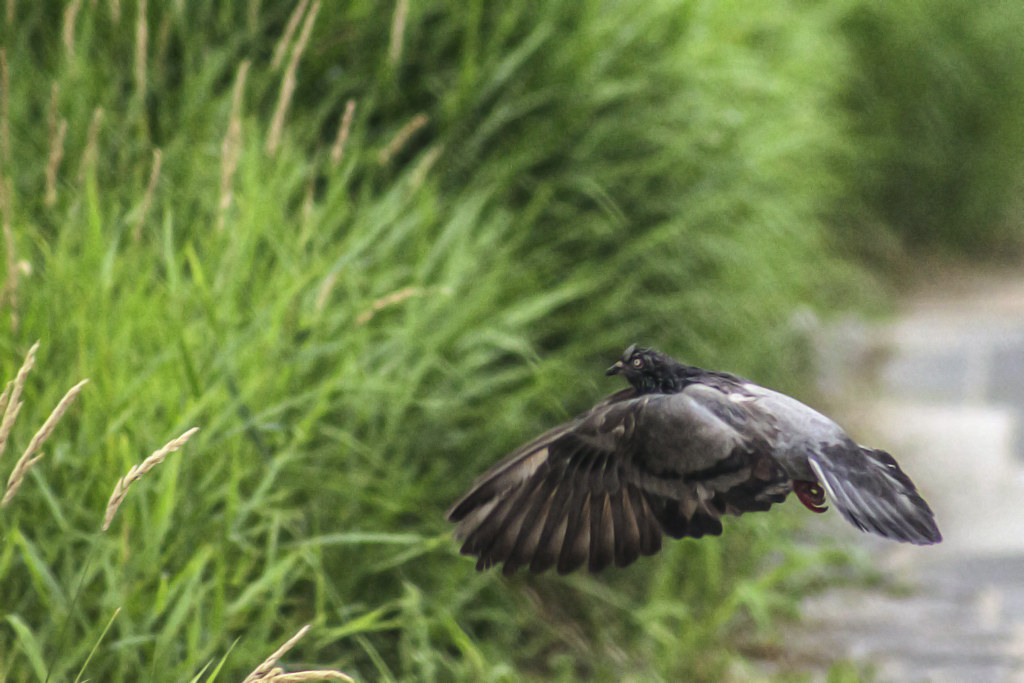 Pigeon's Flying at Seoul, 22th Jun 2013