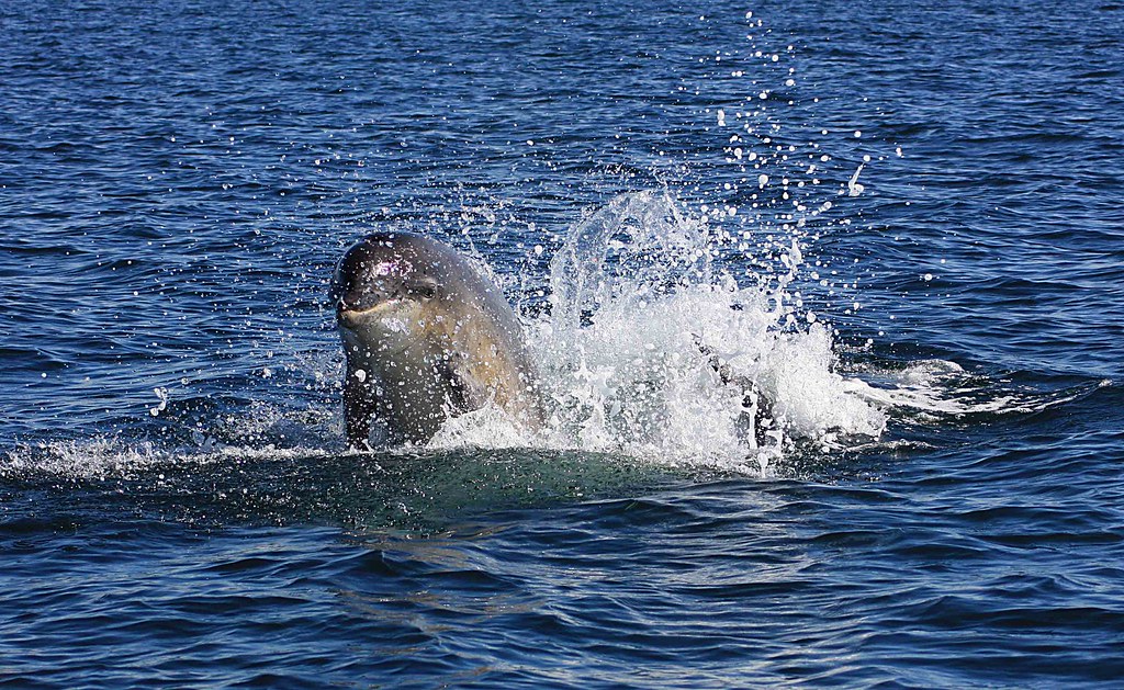 Bottlenose Dolphin breaching off Moray Firth