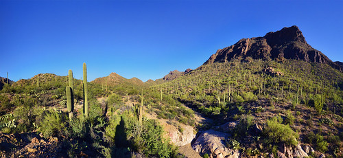 arizona cactus southwest desert tucson saguaro sonorandesert desertlandscape tucsonmountainpark