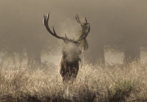 park morning mist fog sunrise stag wildlife richmond deer