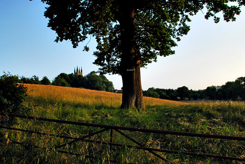 tree church field landscape kent oak nikon view farm farmland noentry hay d200 lonetree lonelytree tenterden stmildreds 18200mmvr