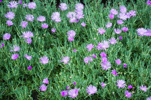 flowers garden spring nikon purple au australia nsw ultraviolet bowral d90 burradoo